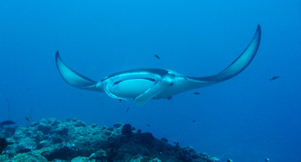 Viajar a Maldivas en agosto - Mantarrayas en Maldivas