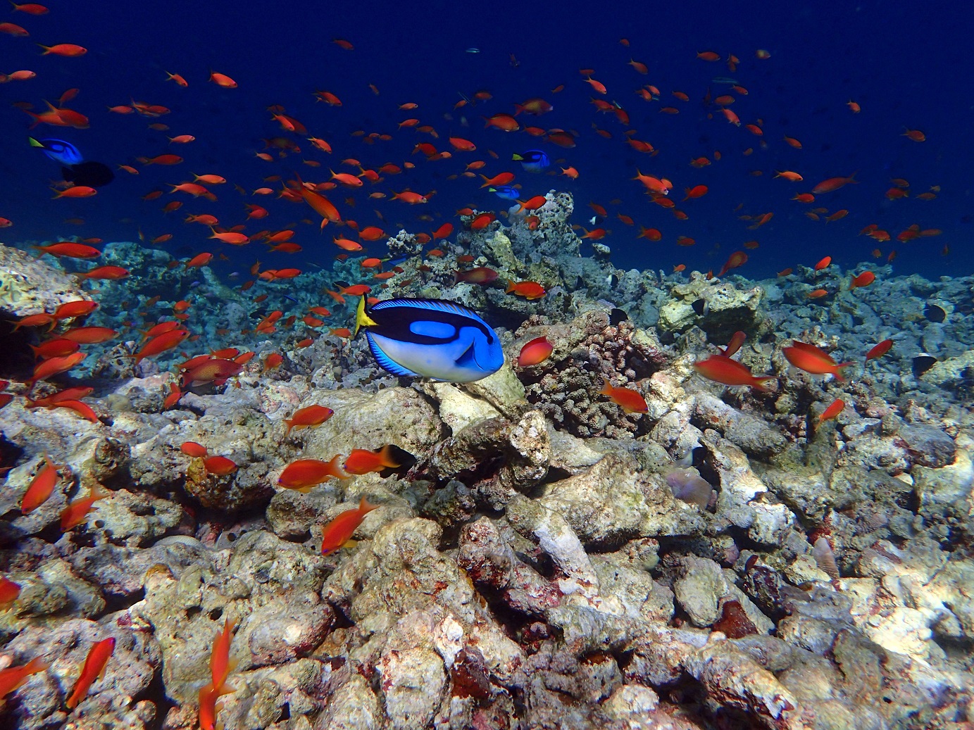 Especies marinas en Milaidhoo