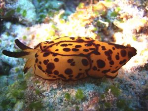 animales de maldivas
