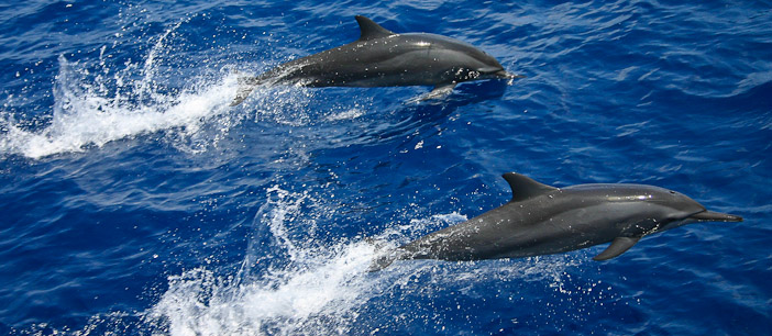 Delfines en Maldivas