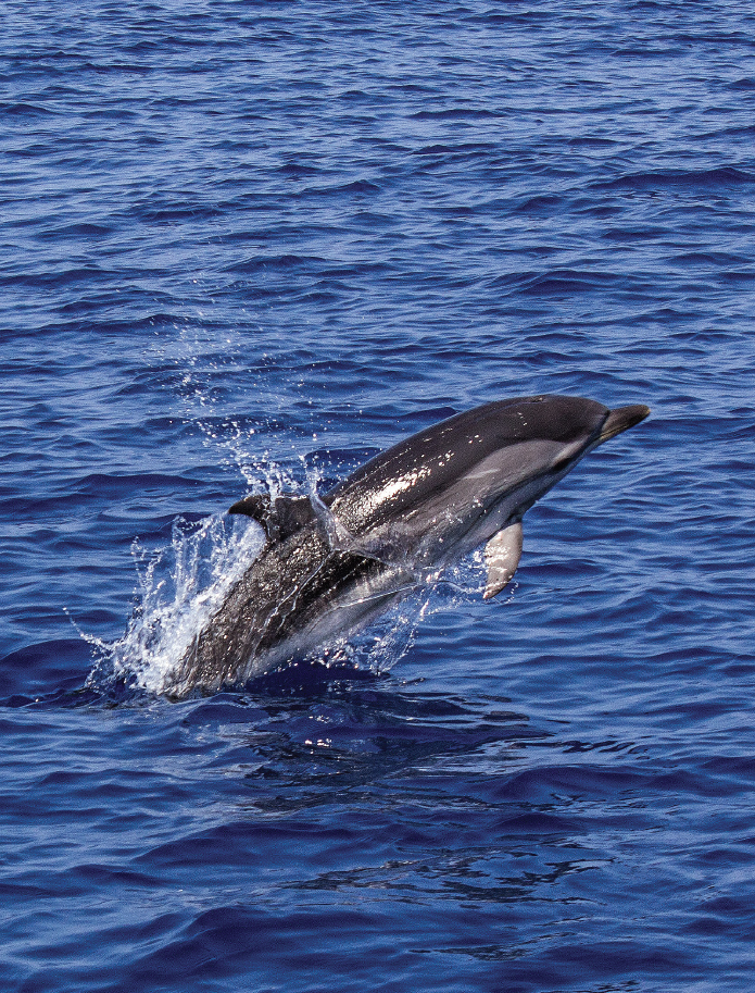 Delfines en Maldivas 